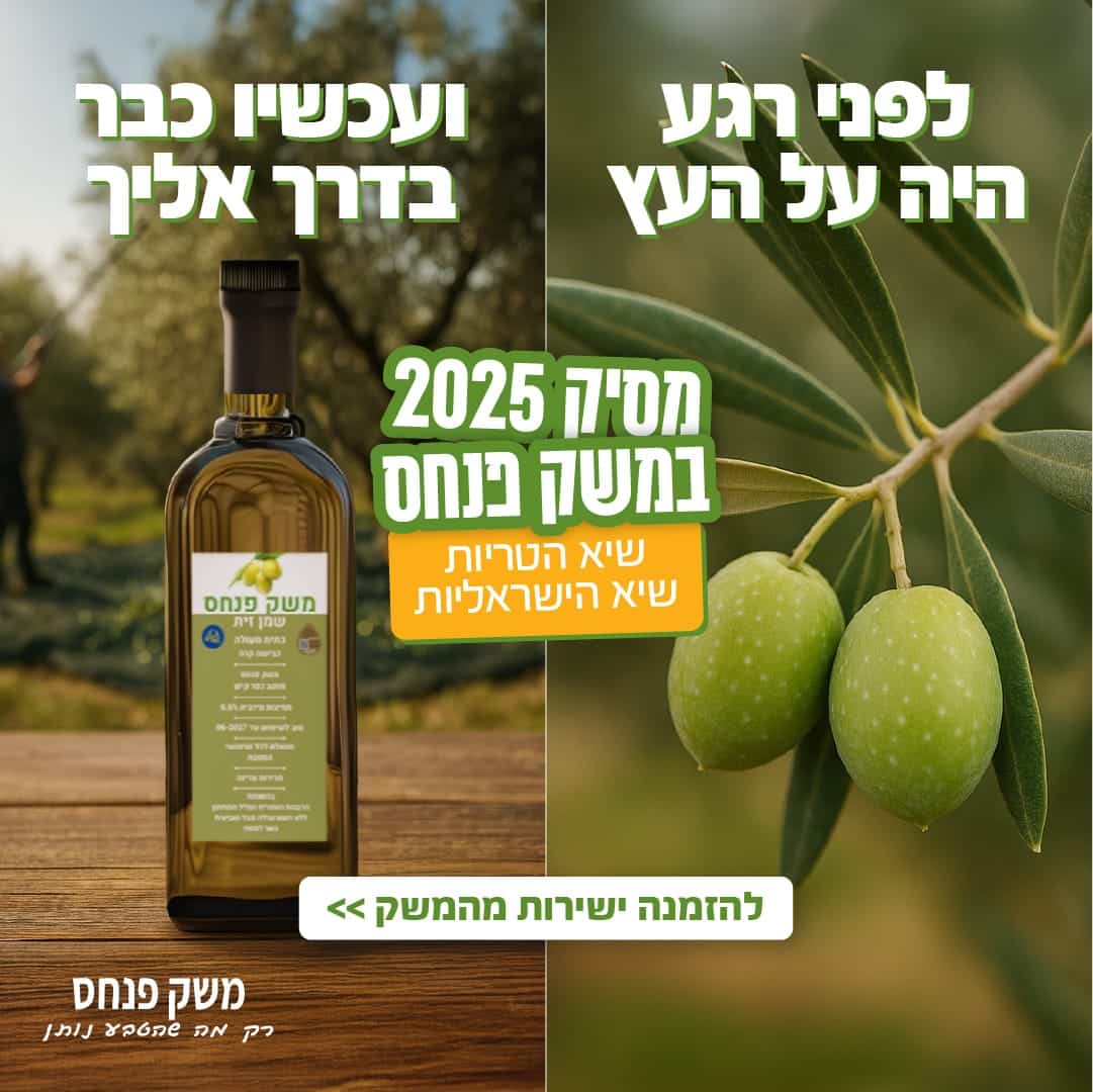 שמן זית מהגליל התחתון – ישירות מהכרם של משק פנחס
