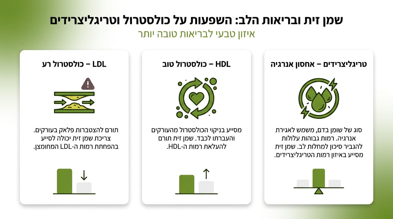 ההבדל בין LDL, HDL וטריגליצרידים בהקשר של שמן זית ובריאות הלב